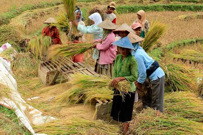 Penurunan NTP: Dampak dari Harga Komoditas dan Biaya Produksi