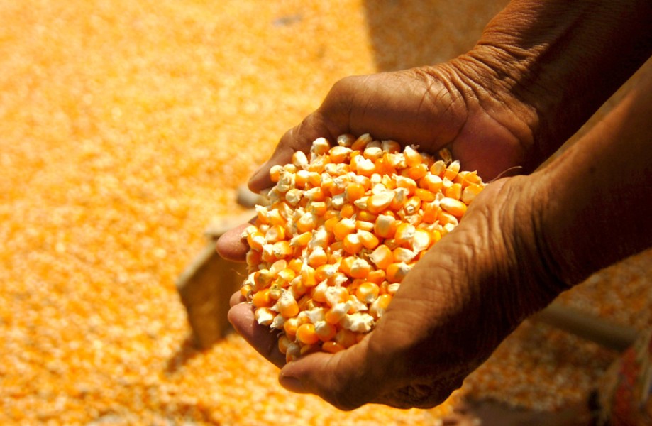 Bulog Sumut Tingkatkan Penyerapan Jagung Pipil Demi Perlindungan Petani Lokal