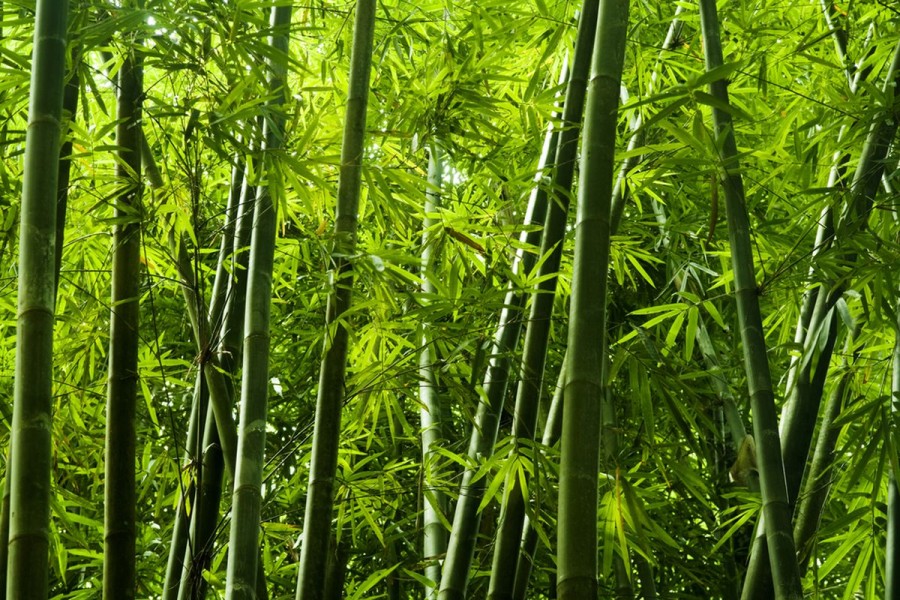 Bambu: Sumber Energi Terbarukan Masa Depan yang Ramah Lingkungan
