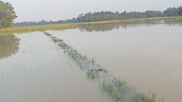 Sawah di Cibadak Terendam Banjir, Proyek Tol Serang Panimbang Diduga Jadi Penyebab