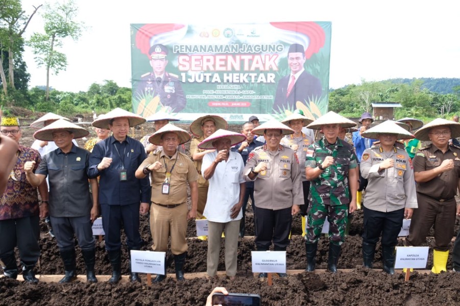 Polsek Sebatik Barat, Nunukan, Sukses Gelar Panen Perdana Jagung dalam Program Ketahanan Pangan Nasional