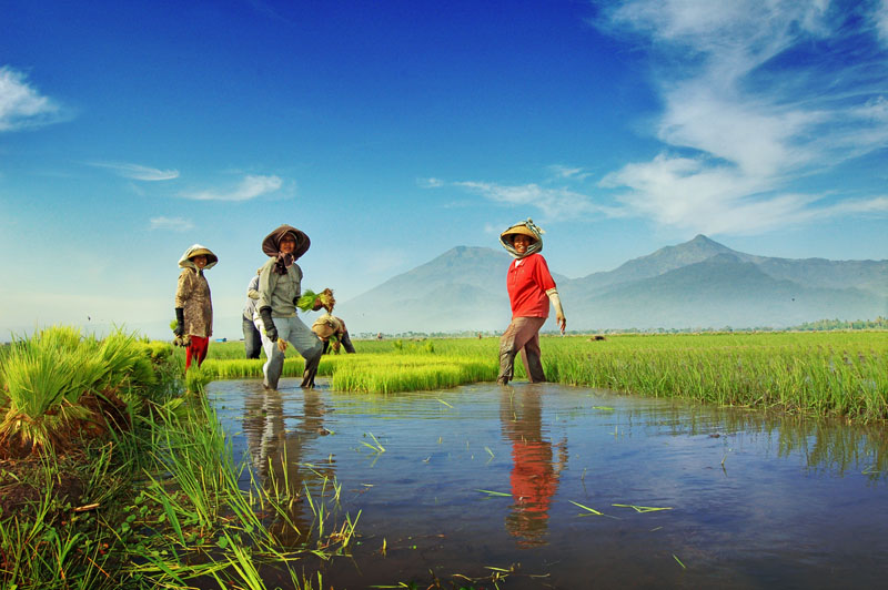 Kebijakan Baru Tingkatkan Optimisme Petani Jonggol untuk Memperbaiki Hasil Pertanian