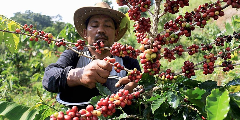 Update Harga Kopi Gayo di Bener Meriah Alami Penurunan Signifikan