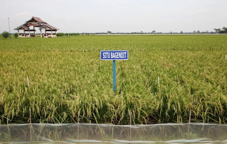 Kementan Dorong Petani Manfaatkan Varietas Padi Unggul Hadapi Kemarau