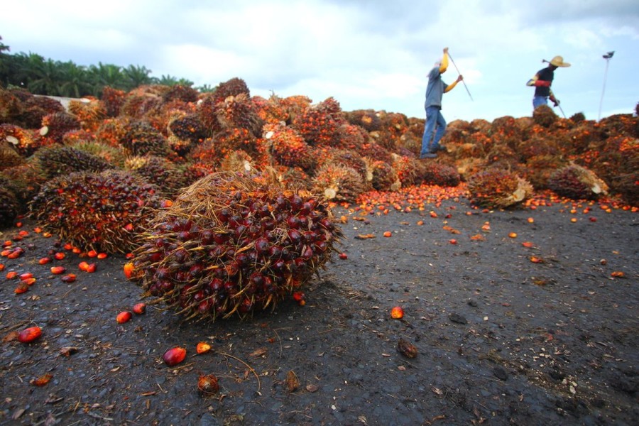 Harga Sawit Naik, Petani Kaltim Sambut Kabar Baik