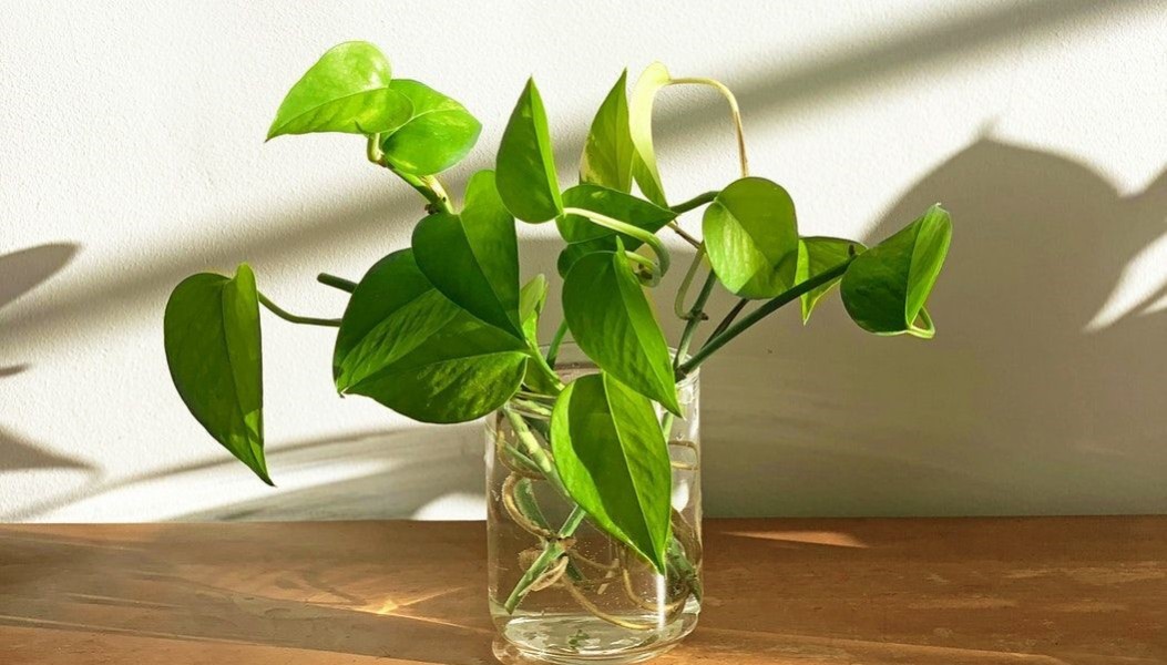7 Tanaman Hias Hidup Subur Tanpa Tanah Cocok Untuk Rumah Minimalis