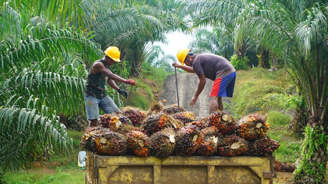 Kenaikan Harga Minyak Sawit Dipicu Permintaan Imlek dan Ramadan