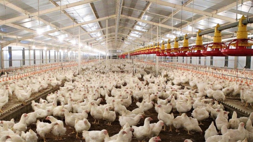 WMUU Genjot Produksi Ayam Petelur 2026, Strategi Dongkrak Kinerja dan Pendapatan