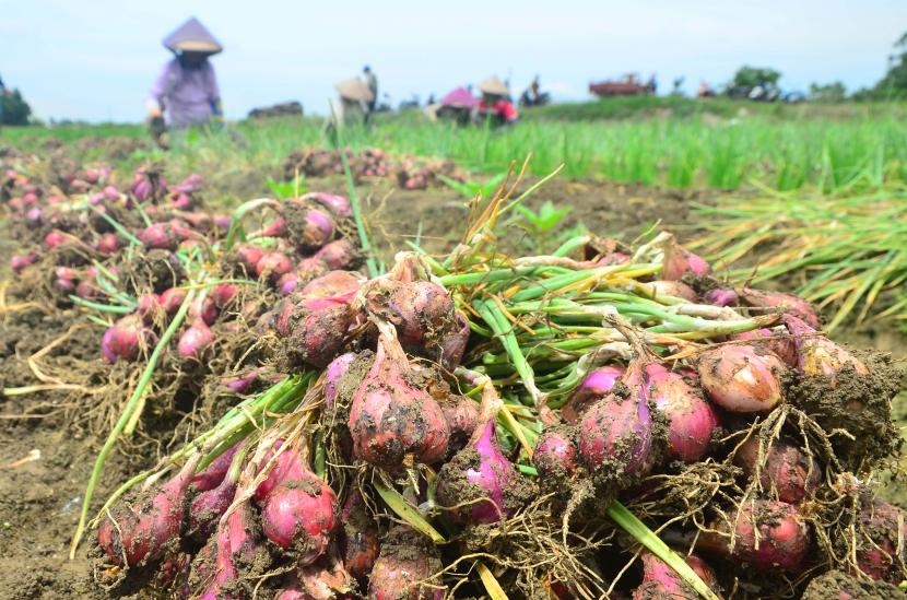 Petani Tanahlaut Raih Untung Besar Dari Panen Bawang Merah