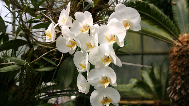 Rahasia Cara Merawat Anggrek Putih Agar Mekar Indah Sepanjang Tahun