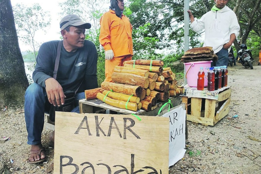 Cara Minum Akar Bajakah, Mengolah, Manfaat, dan Bahayanya