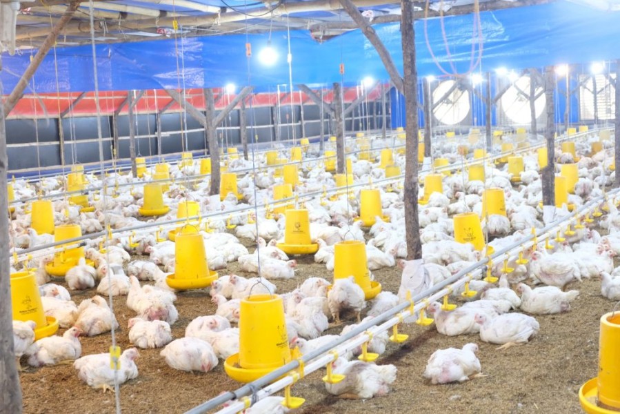 Distribusi Bibit Ayam DOC di Pati Dijamin Transparan, Adil, dan Aman Menjelang Ramadan 2026