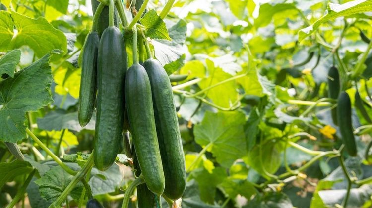 Petani Muda Mentimun dari Mamuju yang Tak Pernah Lelah Bertani: Kisah Inspiratif di Balik Tanaman Sederhana