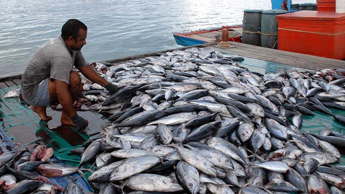 KKP Fokus Kembangkan Perikanan Budidaya di Pandeglang Berbasis Potensi Daerah