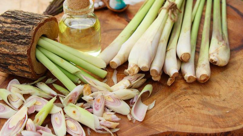 7 Tanaman Herbal Ampuh untuk Lawan Flu dan Tingkatkan Kekebalan Tubuh