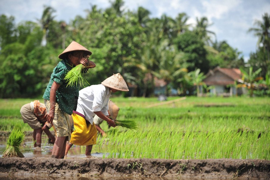 Hari Tani Nasional 2025 Jadi Momen Petani Sampaikan Aspirasi