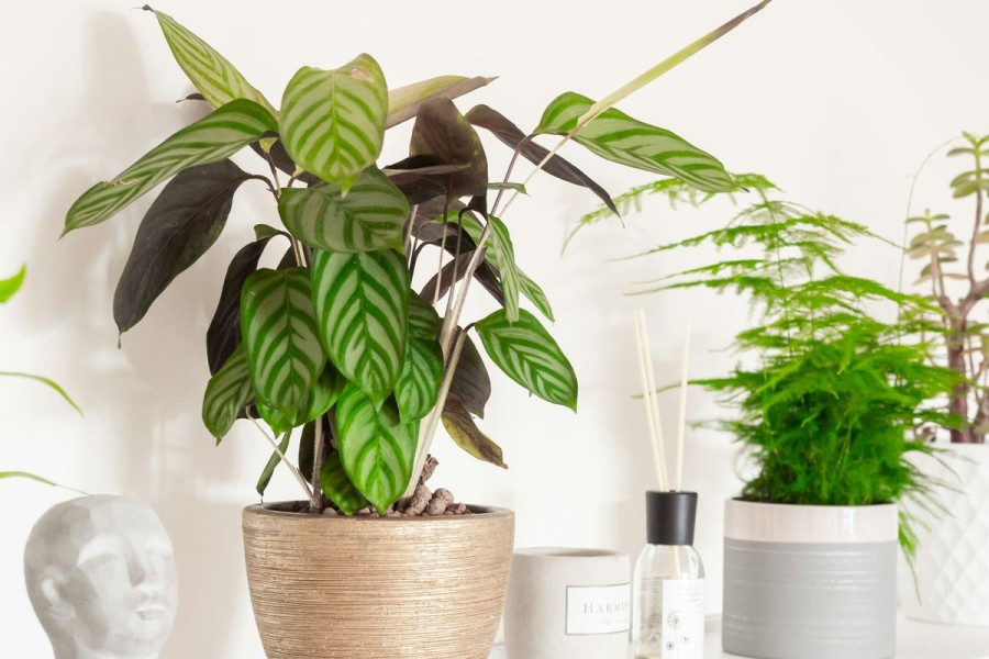 Tanaman Hias Minim Cahaya Paling Cocok Percantik Sudut Ruangan Rumah Modern Anda