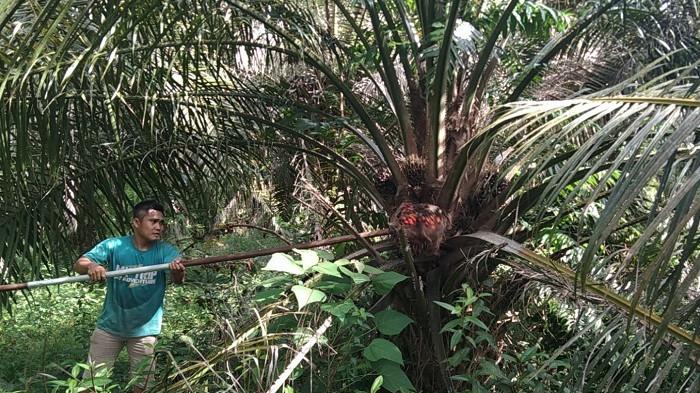 Harga Sawit Naik, Ekonomi Aceh Singkil Kembali Bergairah