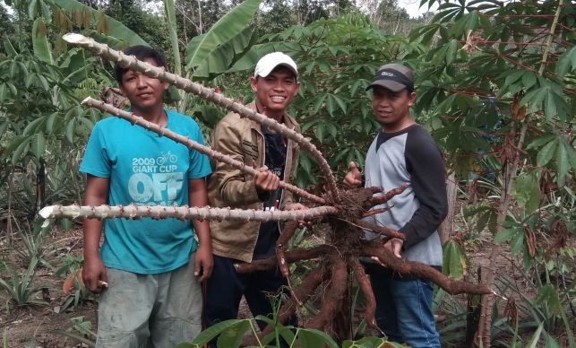 Harga Singkong Merosot, Petani Simalungun Hadapi Krisis Pendapatan