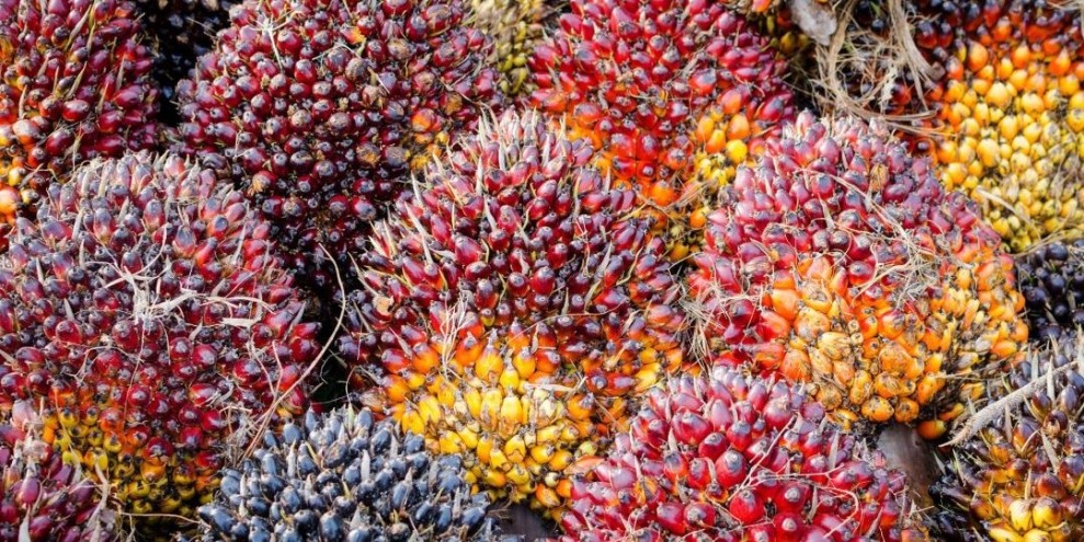 Stabilitas Harga Sawit Bengkulu Dorong Ekonomi Perkebunan Membaik