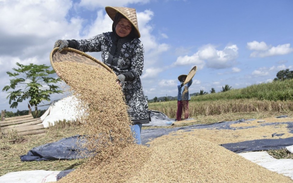 Panen Perdana, Harga Gabah Bikin Petani Senang