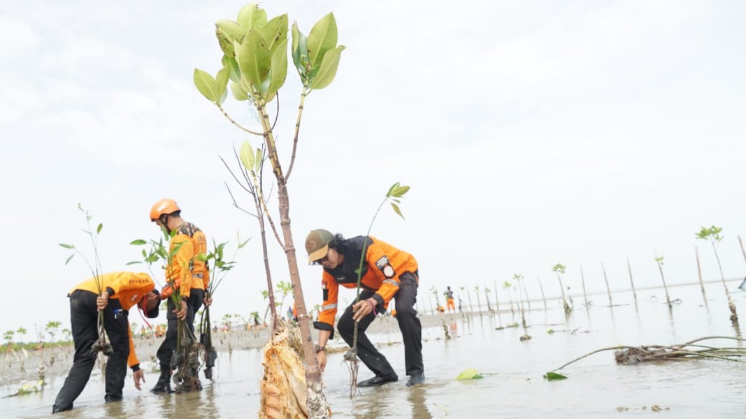 PNM dan Relawan Bakti BUMN Tanam 1.000 Pohon Mangrove di Sulawesi Tengah: Langkah Strategis Mitigasi Abrasi