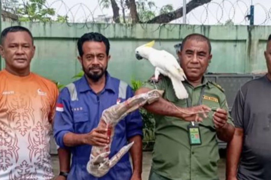 BKSDA Maluku Gagalkan Penyelundupan Burung Langka di Ambon