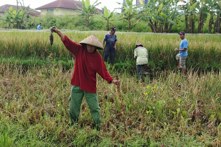 Perjuangan Gigih Petani Salatiga Memburu Hama Tikus Penentu Nasib Panen Raya