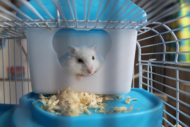 Rekomendasi Kandang Hamster: Panduan Memilih Kandang yang Tepat untuk Hamster Anda