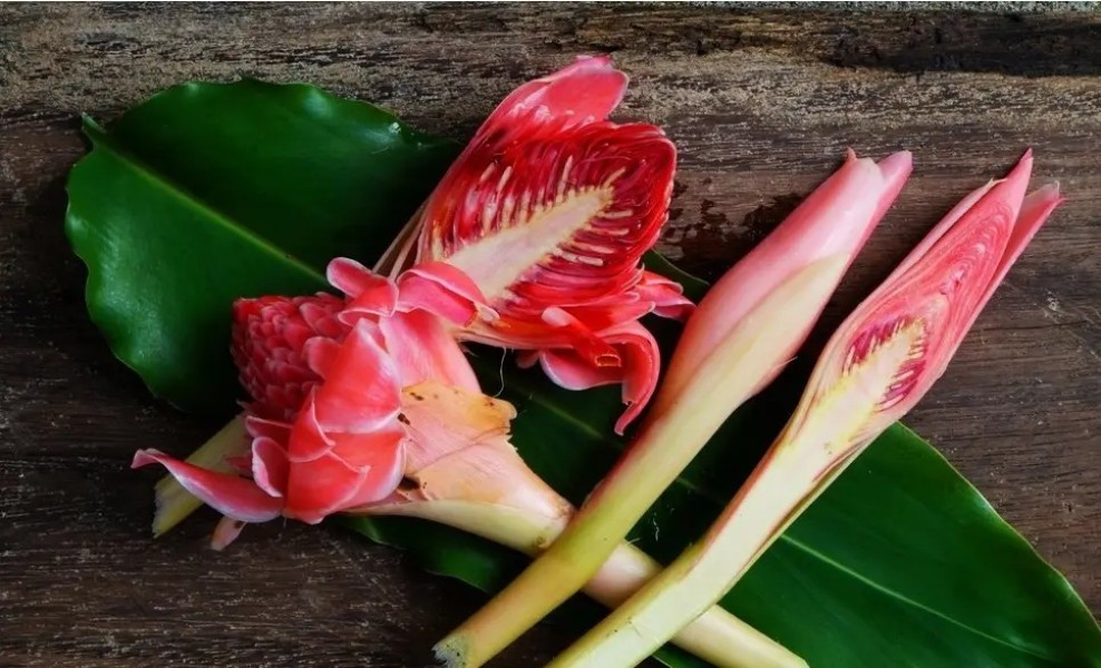 Rahasia Kecombrang, Rempah Tradisional Kaya Khasiat Bagi Tubuh
