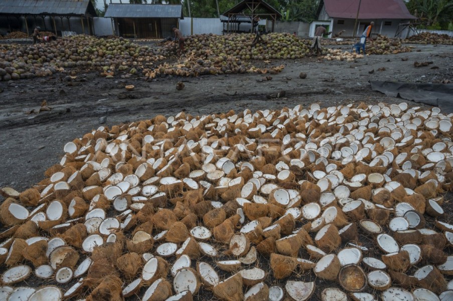 Lonjakan Ekspor Kelapa RI ke China Picu Krisis Bahan Baku Dalam Negeri