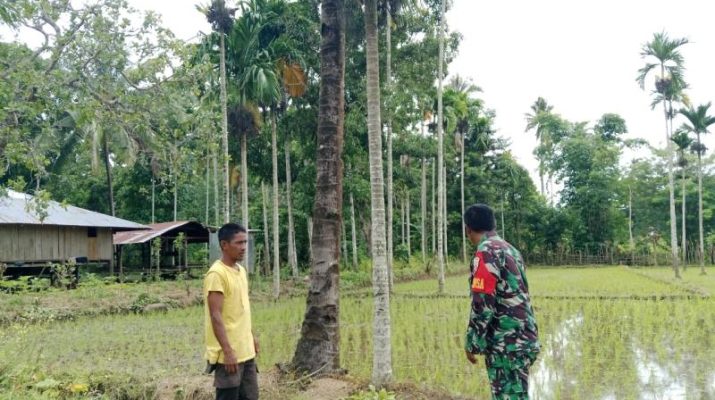 Babinsa Koramil 04 Tabundung Bantu Petani, Dorong Swasembada Pangan di Sumba Timur