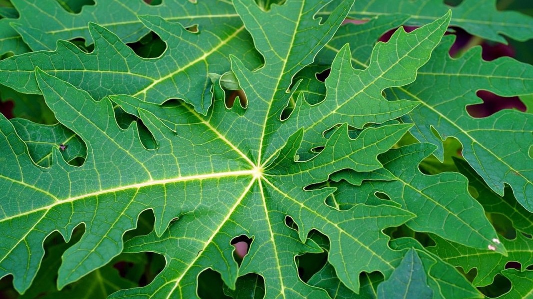 Rahasia Daun Pepaya Mengempukkan Daging Alot Secara Alami