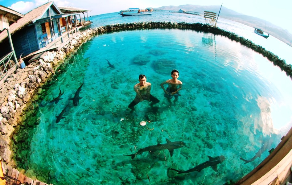 Sensasi Wisata Adrenalin di Penangkaran Hiu Sirip Hitam Karimunjawa