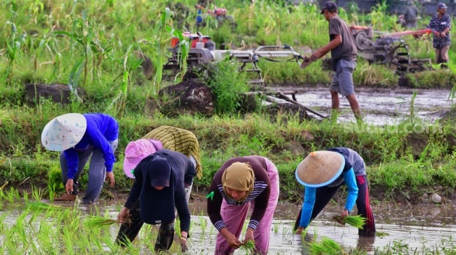 Pupuk Melimpah, Petani Maros Semringah: Gelora Program Swasembada Pangan