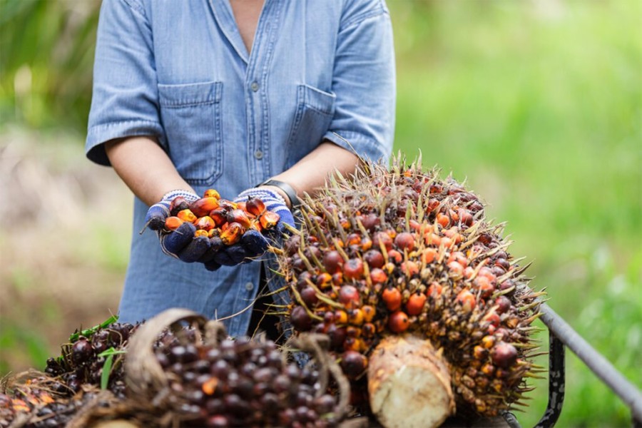 Industri Sawit Berkelanjutan Butuh Dukungan Penuh Pemerintah