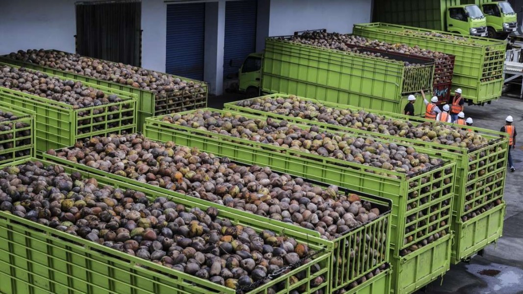 Proyek Hilirisasi Kelapa Dorong Peningkatan Nilai Tambah Produk Nasional