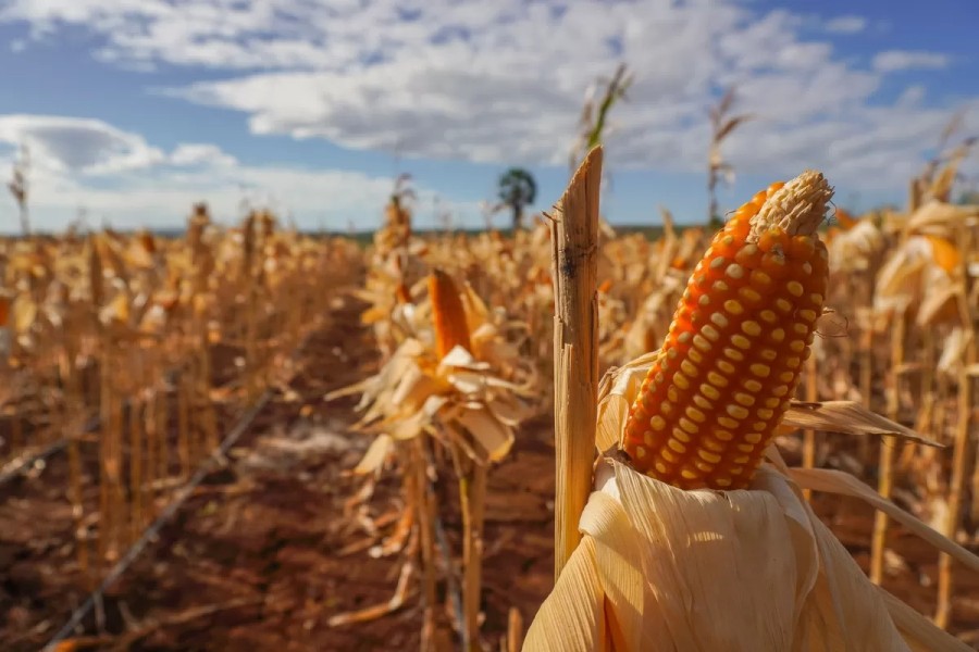 Upaya Pemerintah Perkuat Stok Jagung Demi Kesejahteraan Petani Indonesia