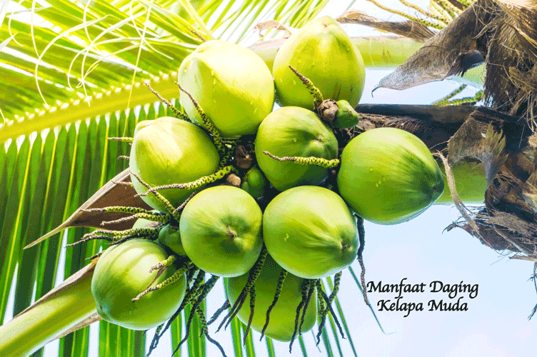 Kelapa Muda Sumber Alami Kesehatan dan Energi Harian
