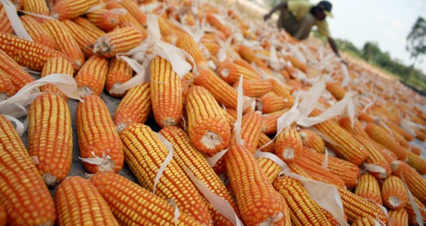 Petani Simalungun Nikmati Kenaikan Harga Jagung