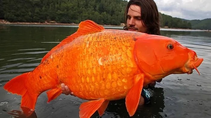Ikan Mas Hibrida Raksasa di Prancis Bikin Heboh Dunia