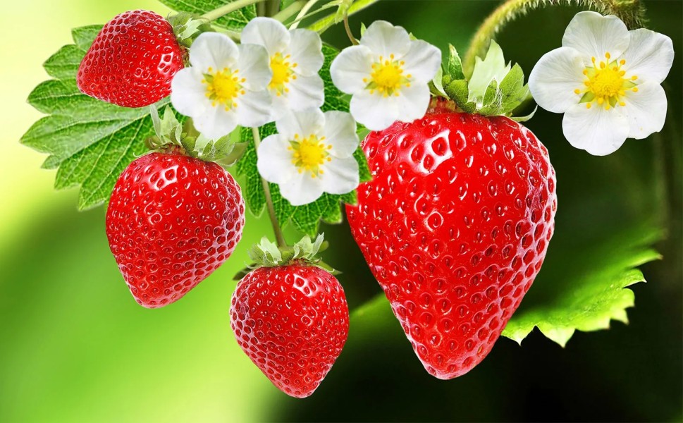 Manfaat Strawberry untuk Kesehatan dan Kulit