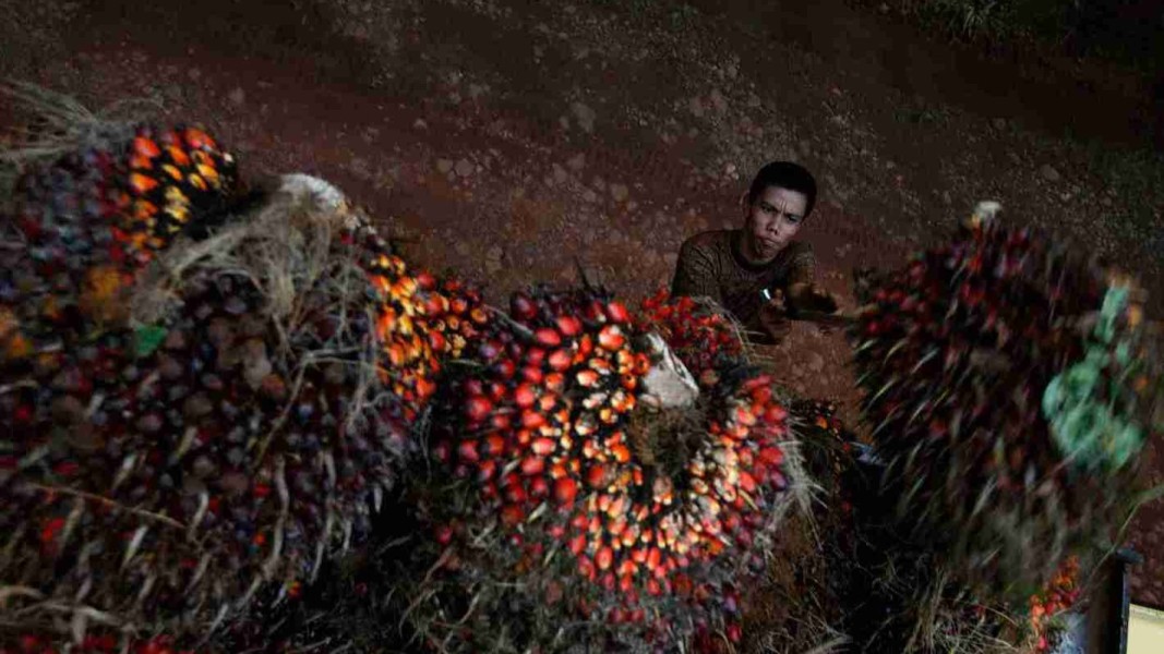 Permintaan CPO Masih Kuat, Emiten Sawit Tetap Prospektif Sepanjang Tahun 2026