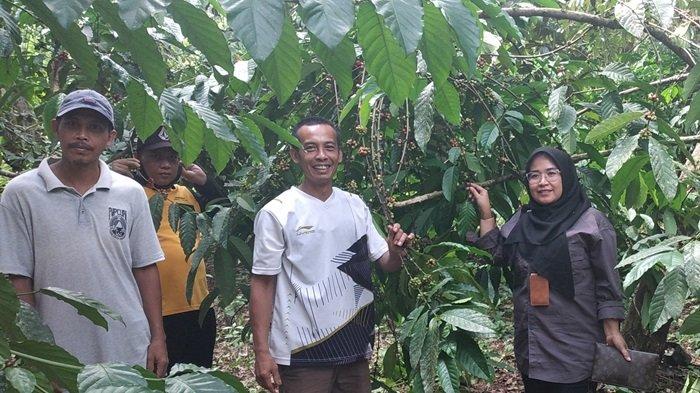 Dorong Produksi Kopi, Petani Tabalong Terima Bibit Gratis