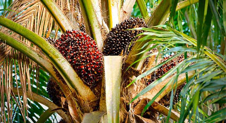 Harga Sawit Jambi Turun Lagi November 2025, Petani Minta Pemerintah Jaga Stabilitas Pasar