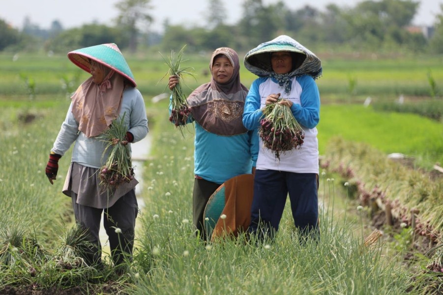Petani Ampana Senang Harga Bawang Merah Tetap Stabil
