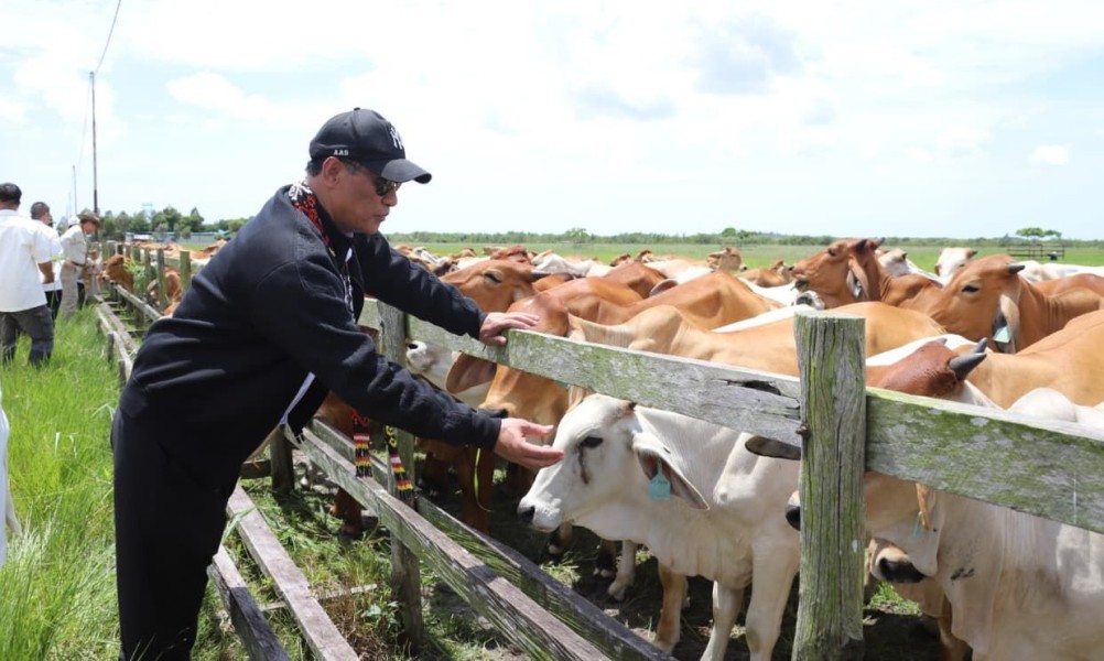 Kementan Targetkan Investasi Peternakan Sapi 200 Ribu Ekor di Kalteng