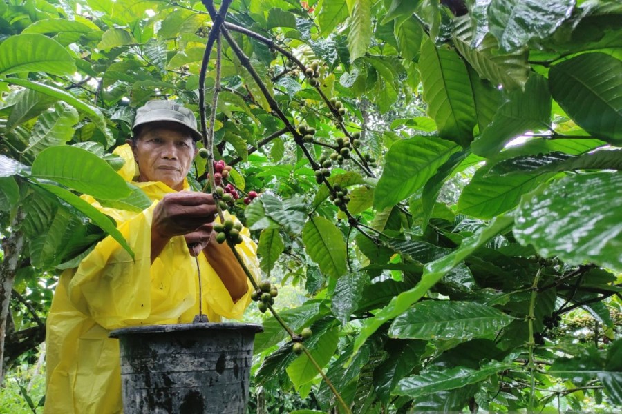 Panen Melimpah, Petani Kopi Muria Tetap Jaga Tradisi