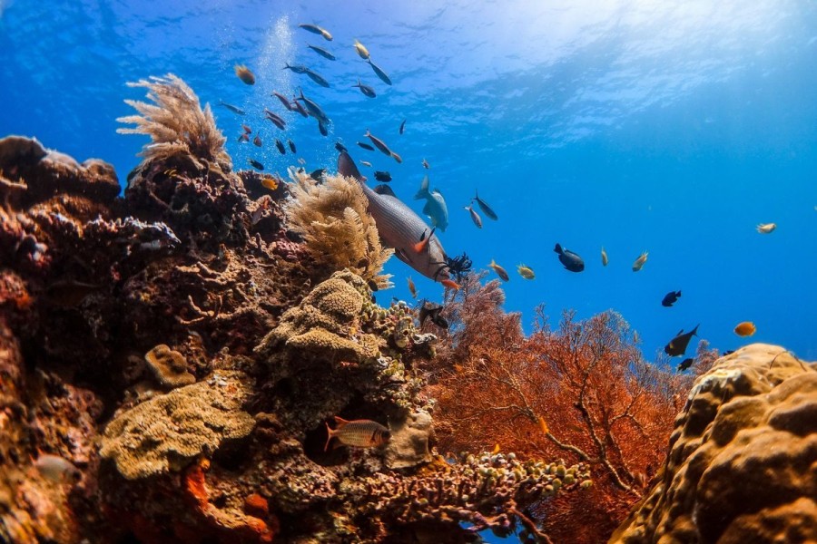 Nikel Bawah Laut Jadi Opsi Baru Industri