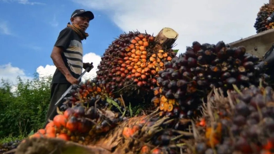 Penguatan Harga Sawit Riau Minggu Ini Bawa Harapan Baru Pekebun